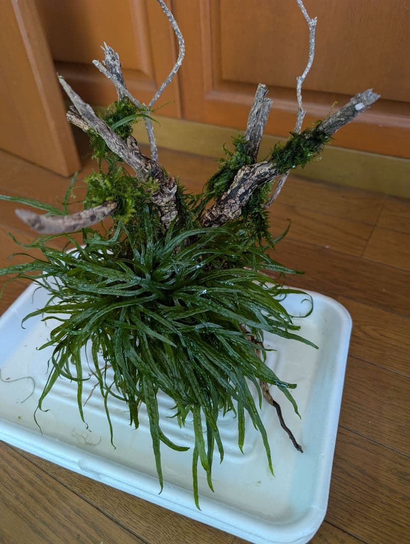 密生ミクロソリウムトライデントリーフ大株200葉以上が自然活着した自家製流木