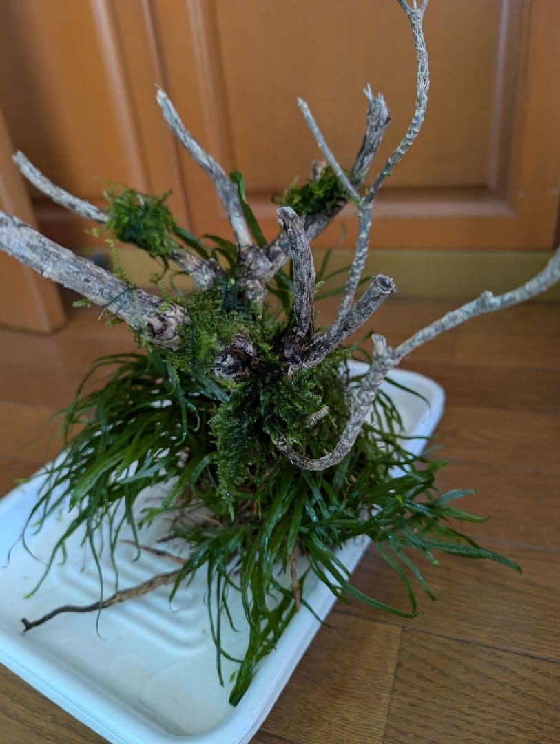 密生ミクロソリウムトライデントリーフ大株200葉以上が自然活着した自家製流木