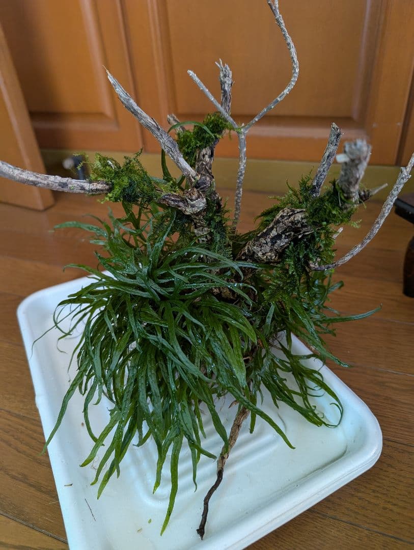 密生ミクロソリウムトライデントリーフ大株200葉以上が自然活着した自家製流木