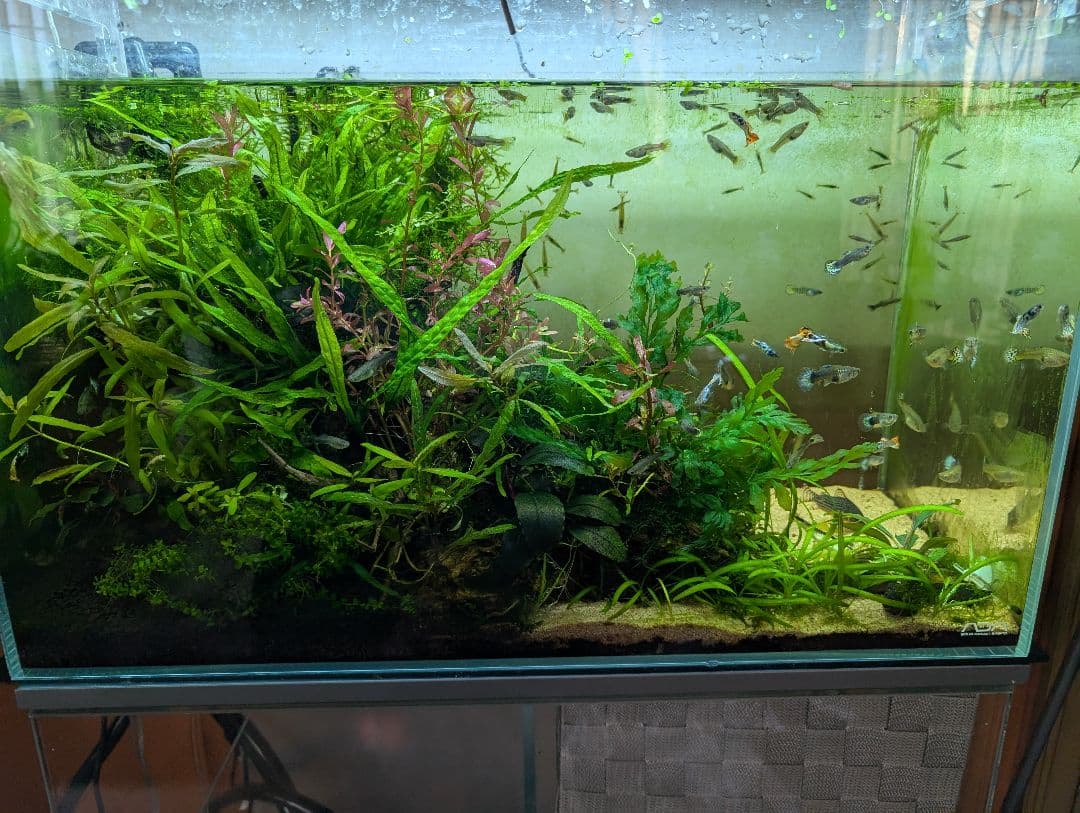 密生ミクロソリウムトライデントリーフ大株200葉以上が自然活着した自家製流木