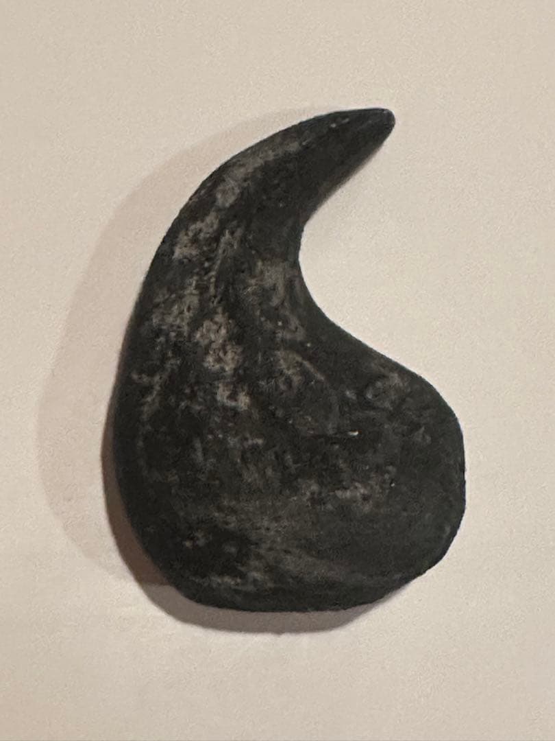 Allosaurus 化石 恐竜 ティラノサウルス カルカロドントサウルス　底値