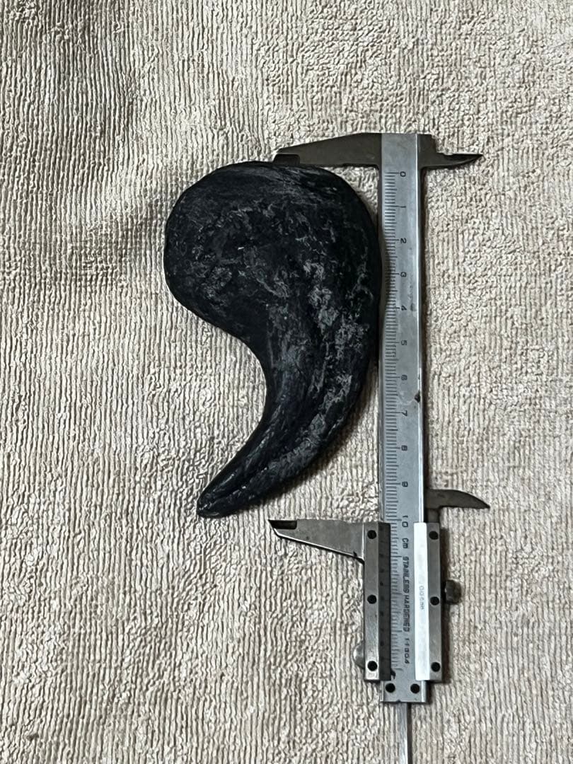 Allosaurus 化石 恐竜 ティラノサウルス カルカロドントサウルス　底値