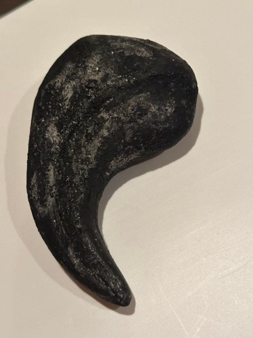 Allosaurus 化石 恐竜 ティラノサウルス カルカロドントサウルス　底値