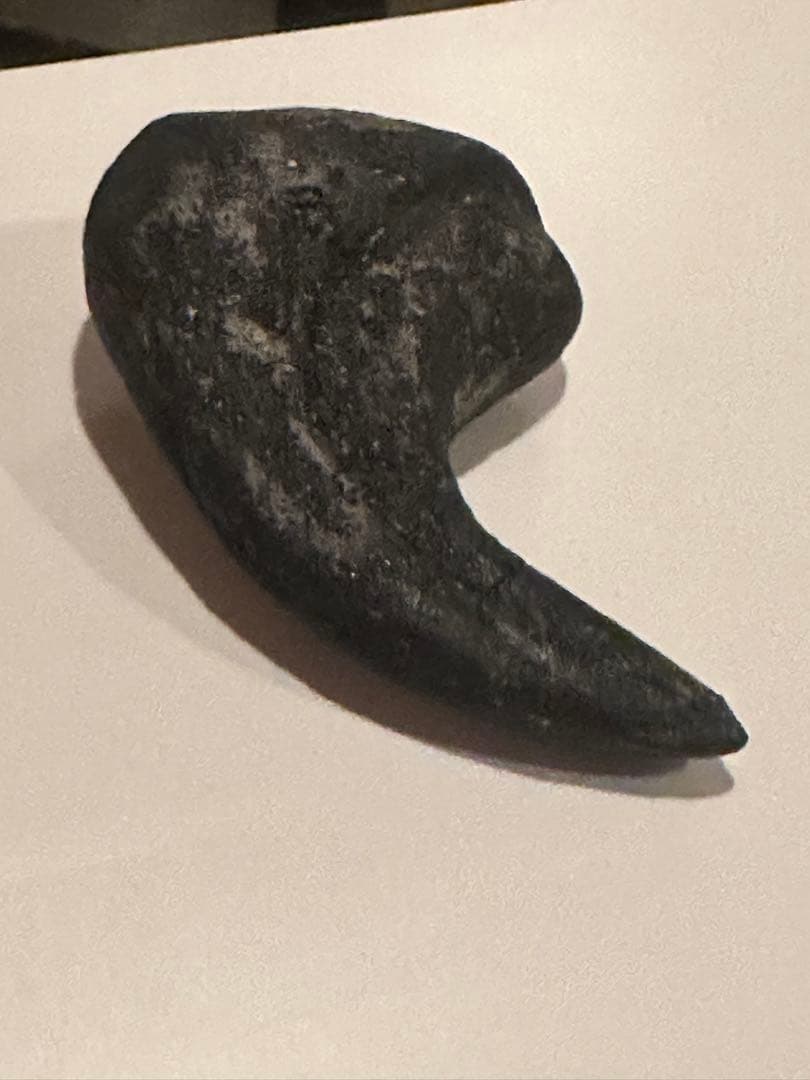 Allosaurus 化石 恐竜 ティラノサウルス カルカロドントサウルス　底値