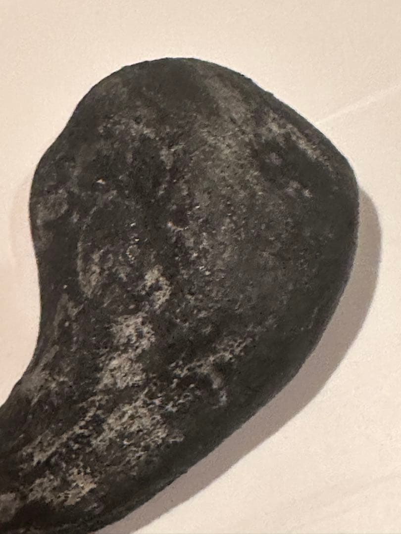 Allosaurus 化石 恐竜 ティラノサウルス カルカロドントサウルス　底値