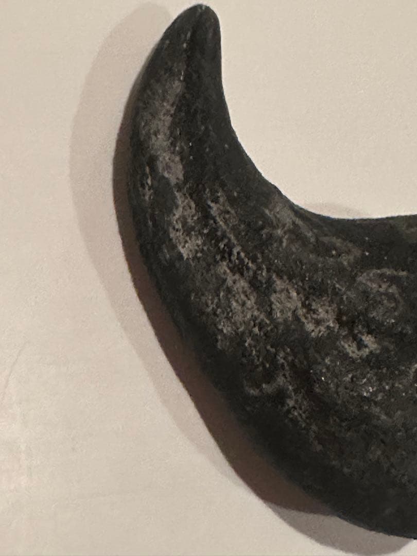 Allosaurus 化石 恐竜 ティラノサウルス カルカロドントサウルス　底値