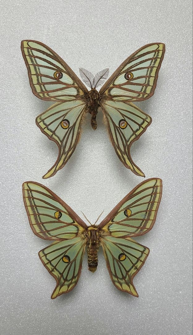 蛾 標本 イザベラミズアオ