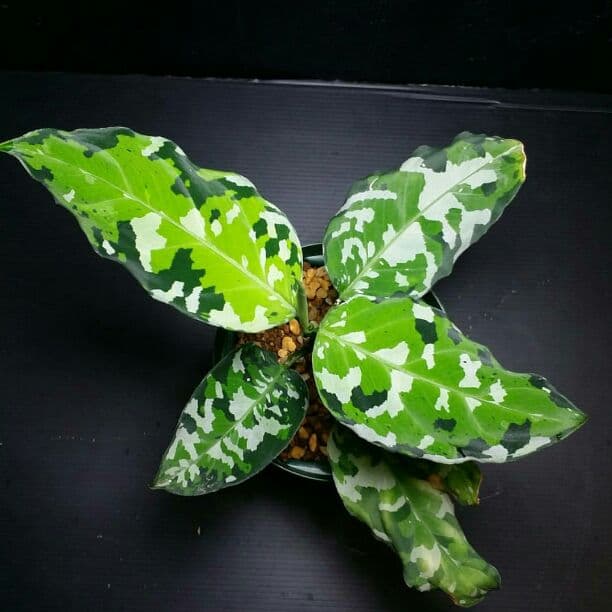 【確認専用Aglaonema pictum Andaman サマート氏、出射氏