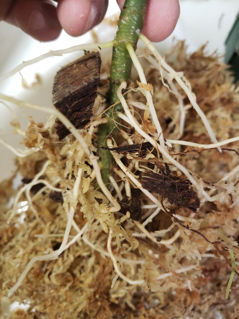 【確認専用Aglaonema pictum Andaman サマート氏、出射氏