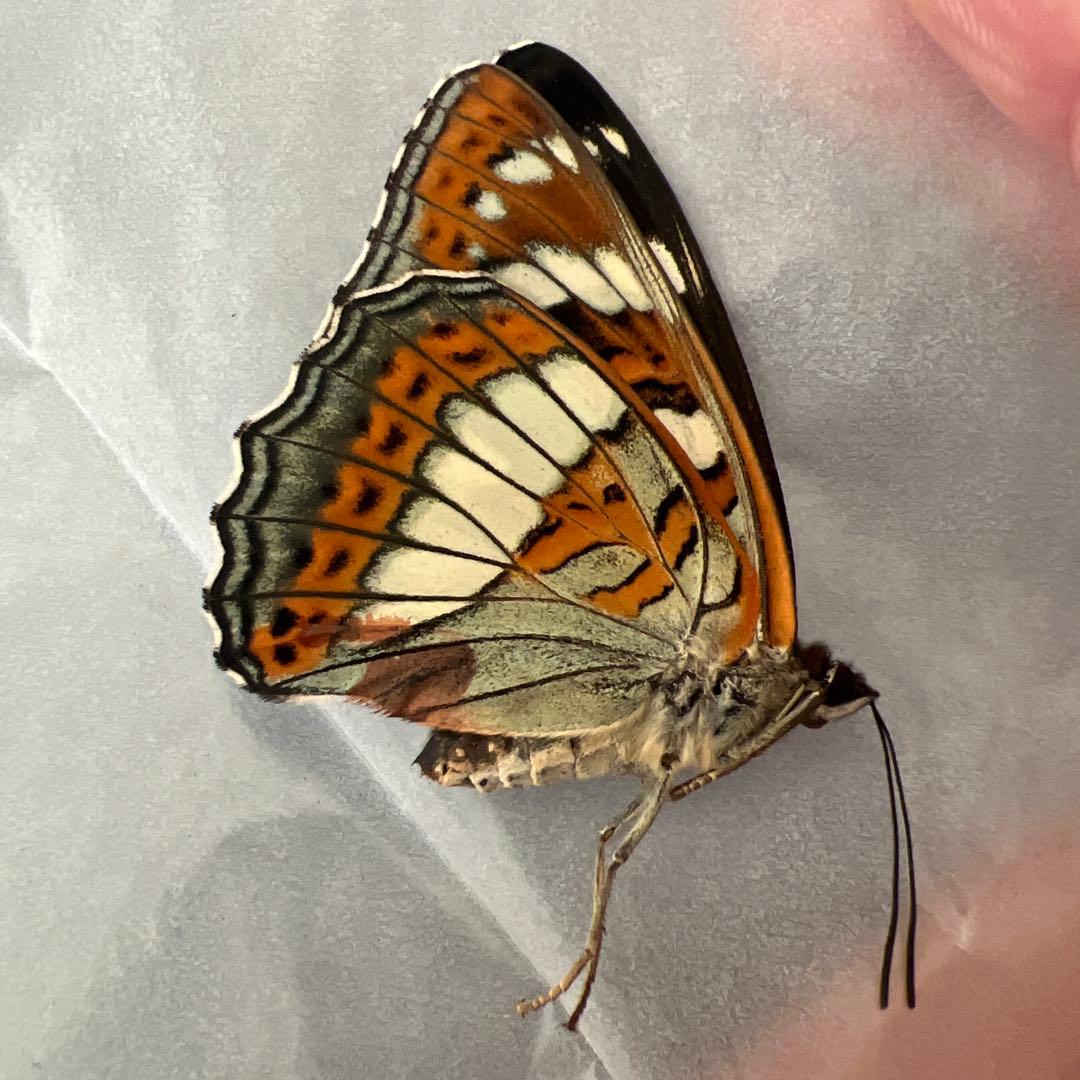 オオイチモンジチョウ　モンゴル産9頭セット