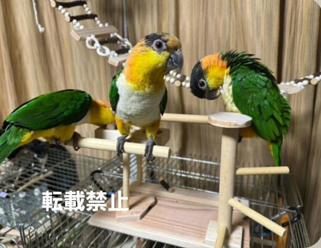 T56　止まり木　パーチ　門型　中型のインコちゃん用　スタンド