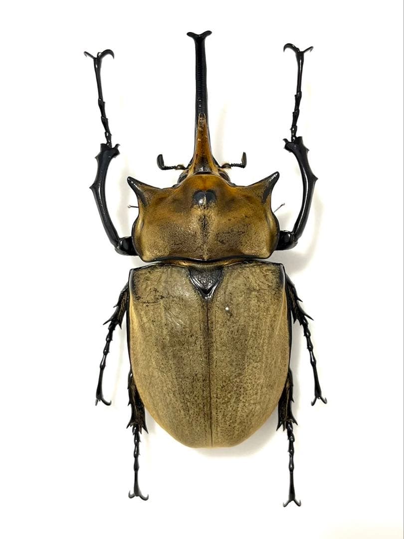 エレファスゾウカブト 112mm 標本