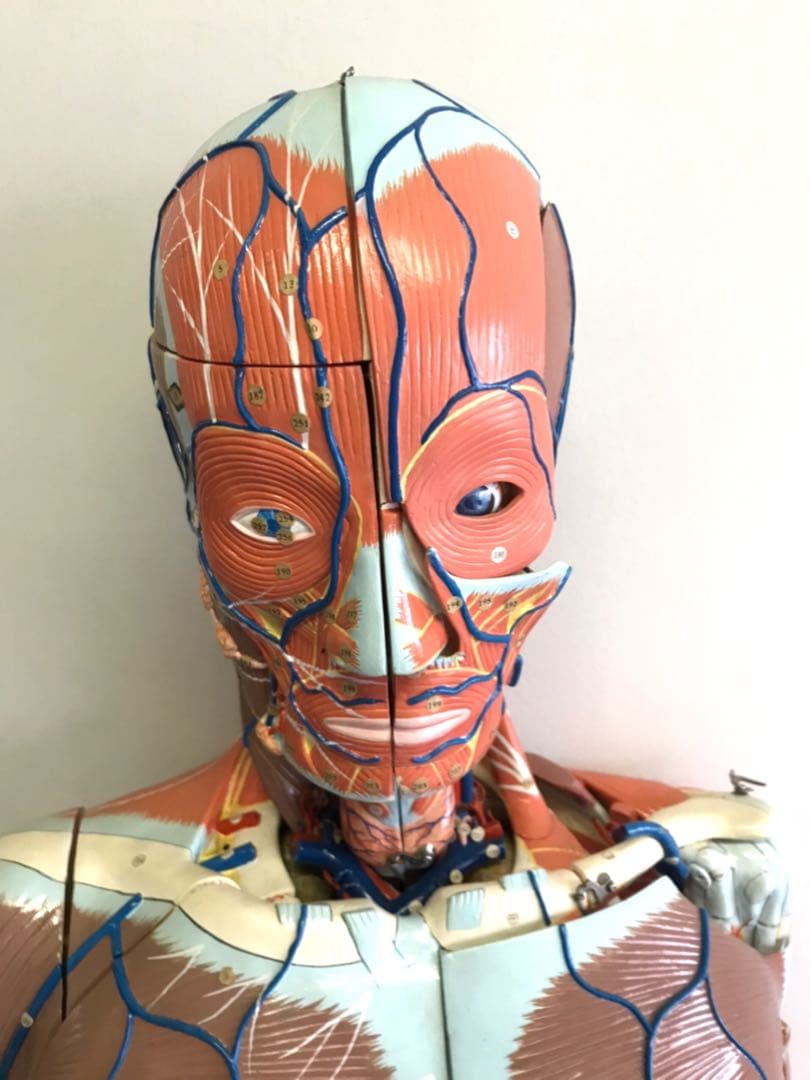 人体解剖模型♡ 京都科学