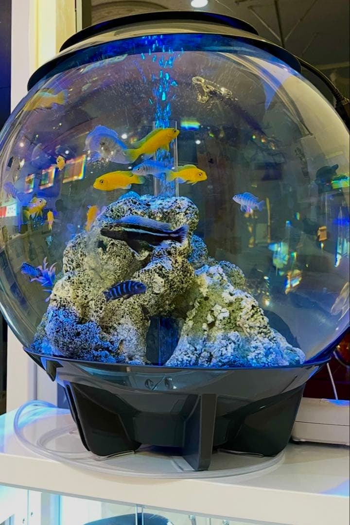 本日限定値下げ‼️biOrb 球形水槽 LEDライト付き 中古