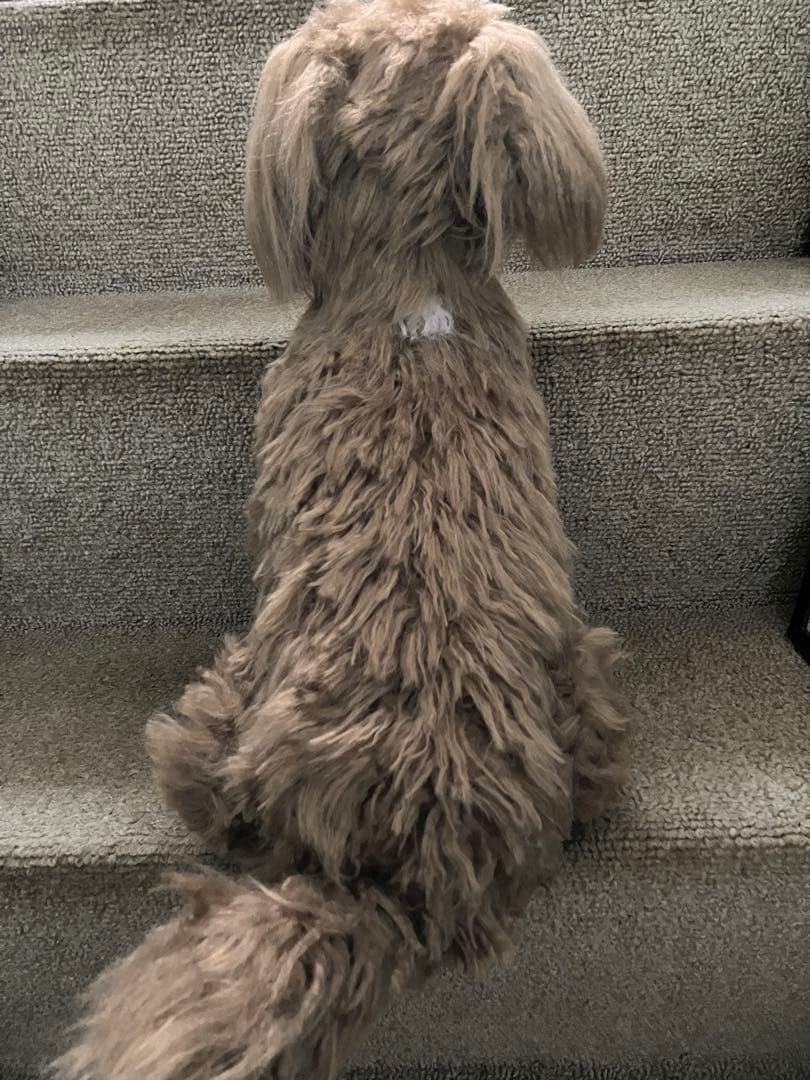 犬ぬいぐるみ　ミックス犬　ご確認用