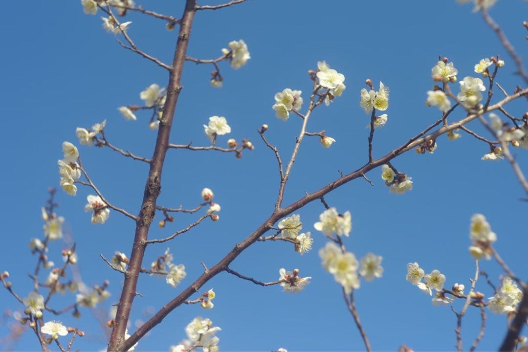 美品　CCDセンサー　Leica M8 + Summarit 50mm