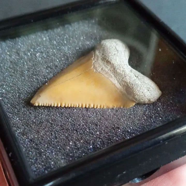 サメの歯化石　メガロドンの祖先種　希少種　カルカロクレス・チュブテンシス