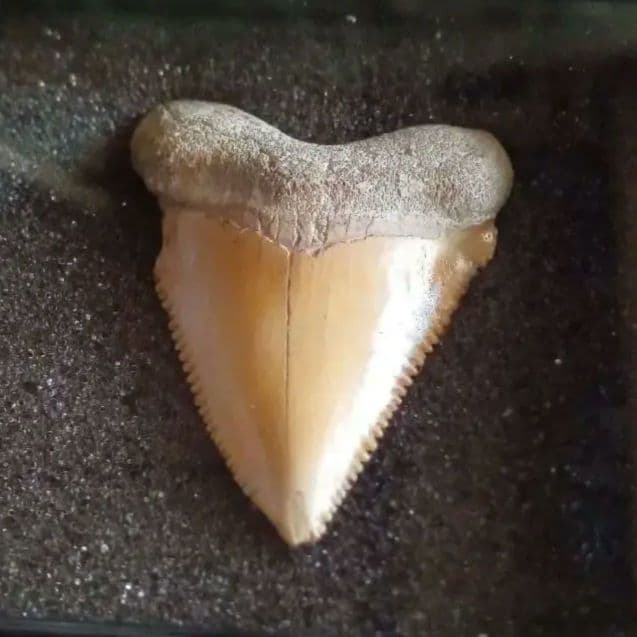 サメの歯化石　メガロドンの祖先種　希少種　カルカロクレス・チュブテンシス