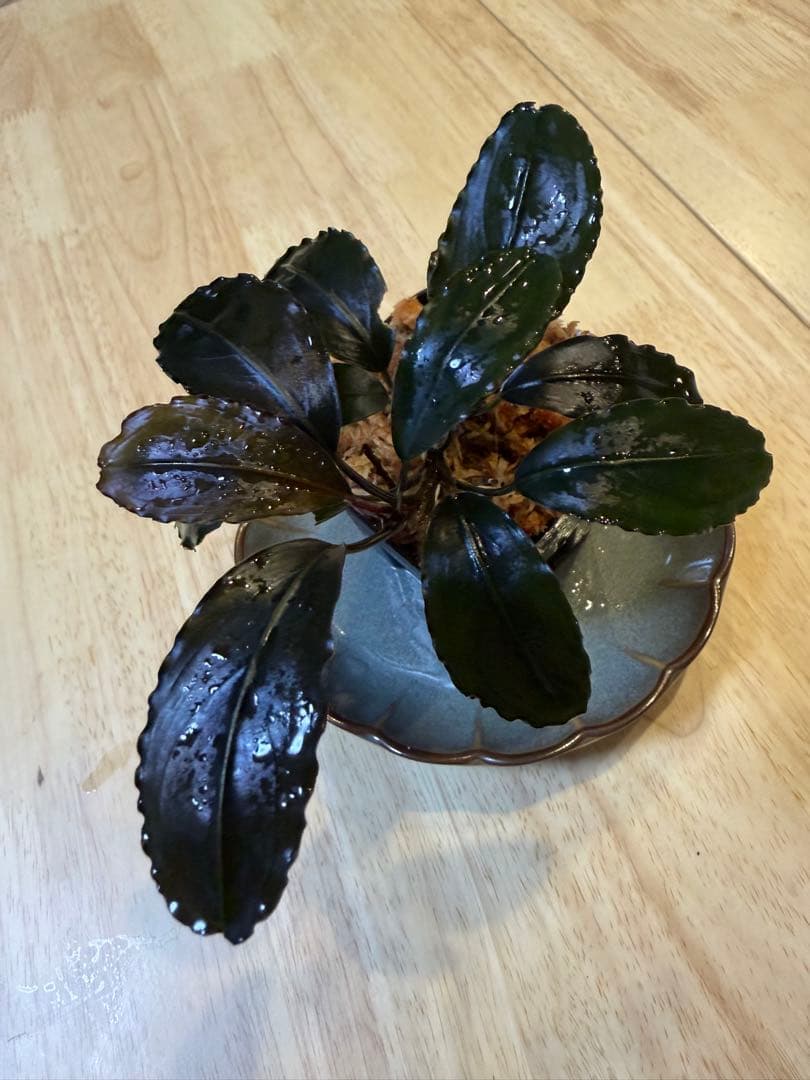 ブセファランドラお得セット A