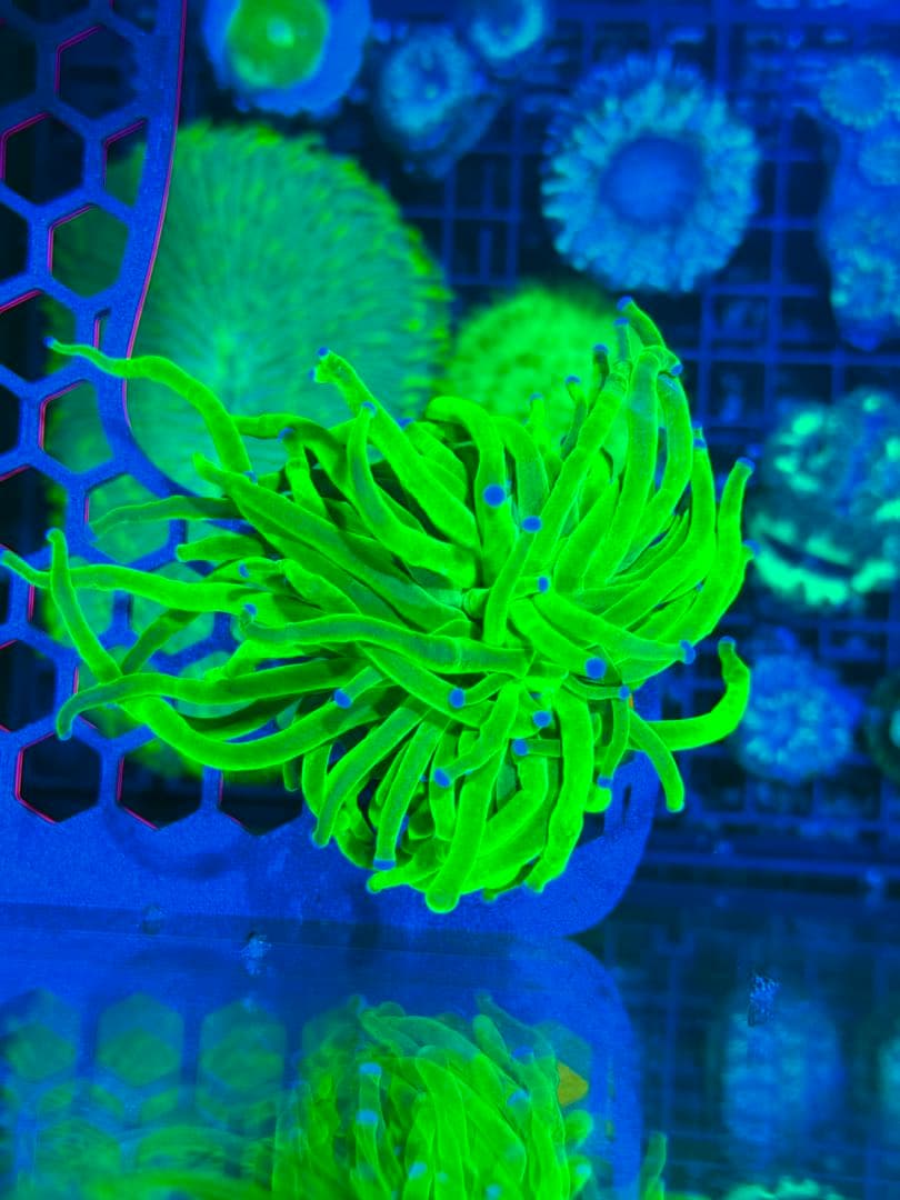 ホーリーグレイル