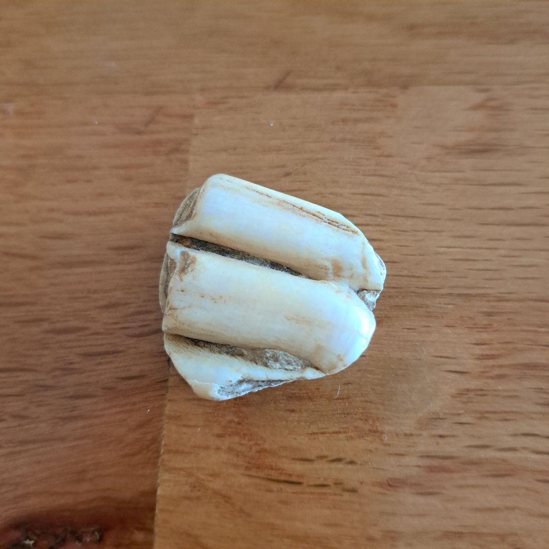 馬の歯　化石？　天然石 波状模様のクリーム色