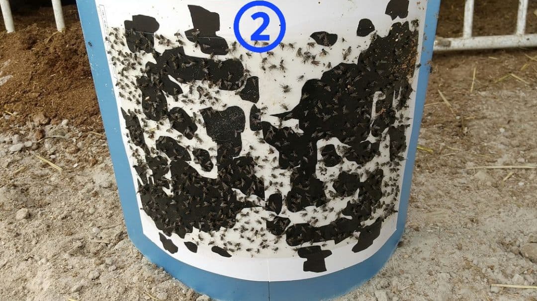 よく捕れる❗アブとり紙　100枚