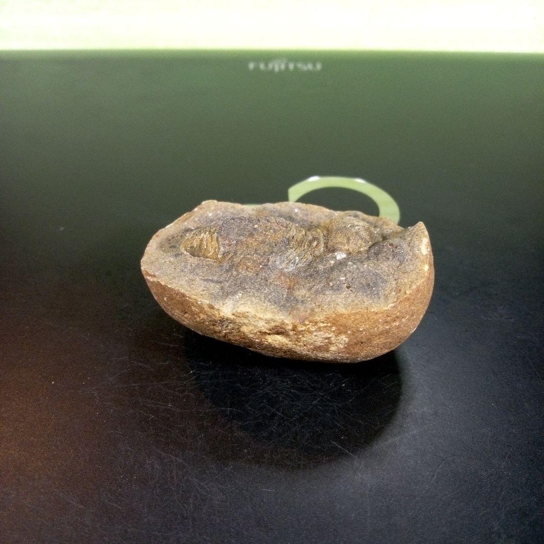 三葉虫　化石　fossil　ボリビア産　trilobite　三葉虫判別③