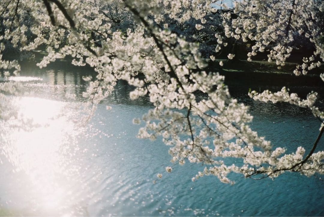 ◎実写あります　ASAHI PENTAX SPOTMATIC F フィルムカメラ