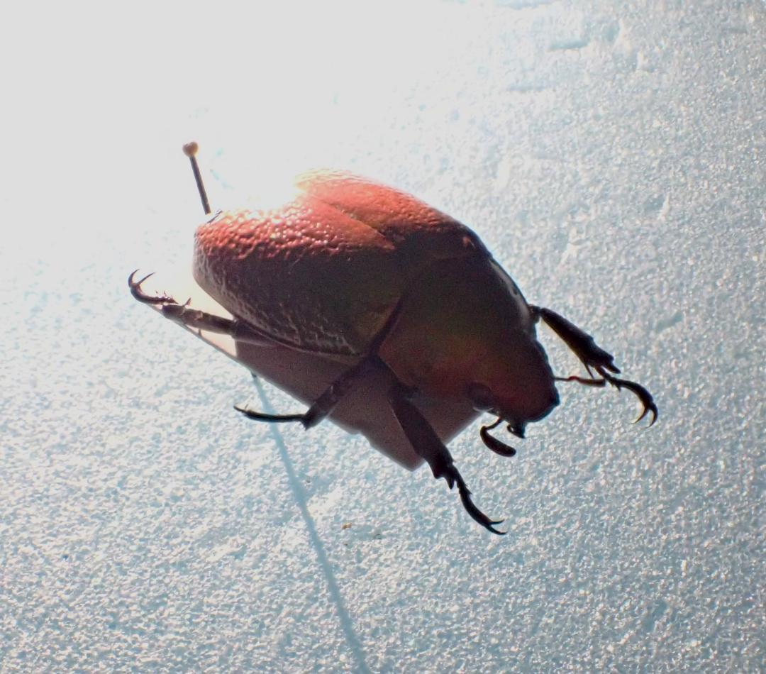 逆光で色が変わる　ボウカルディプラチナコガネ　標本