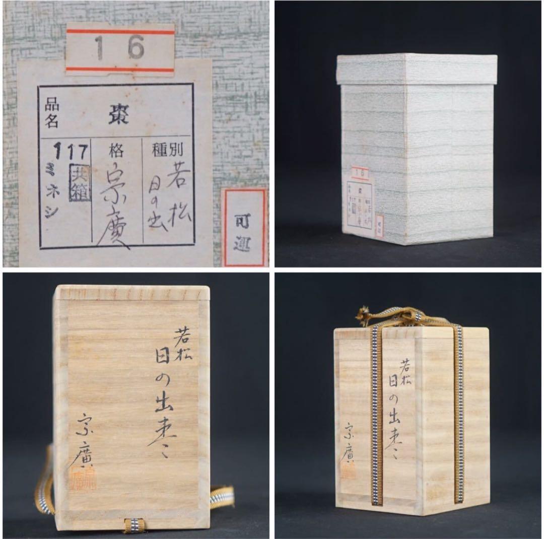 道場宗廣 若松 日の出 長棗 共箱 茶道具 茶器