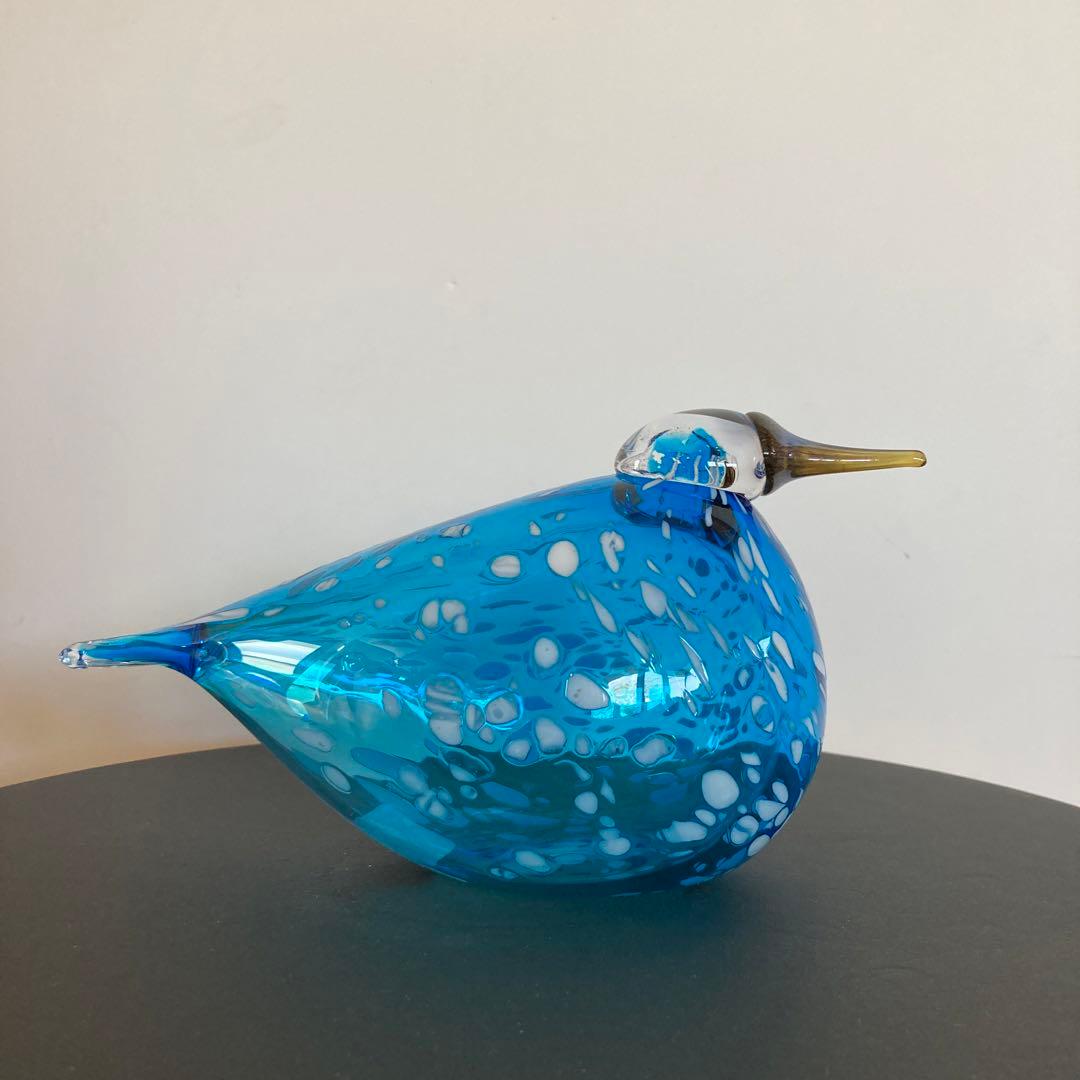 イッタラバード　ブルーフィンチ　blue finch ③