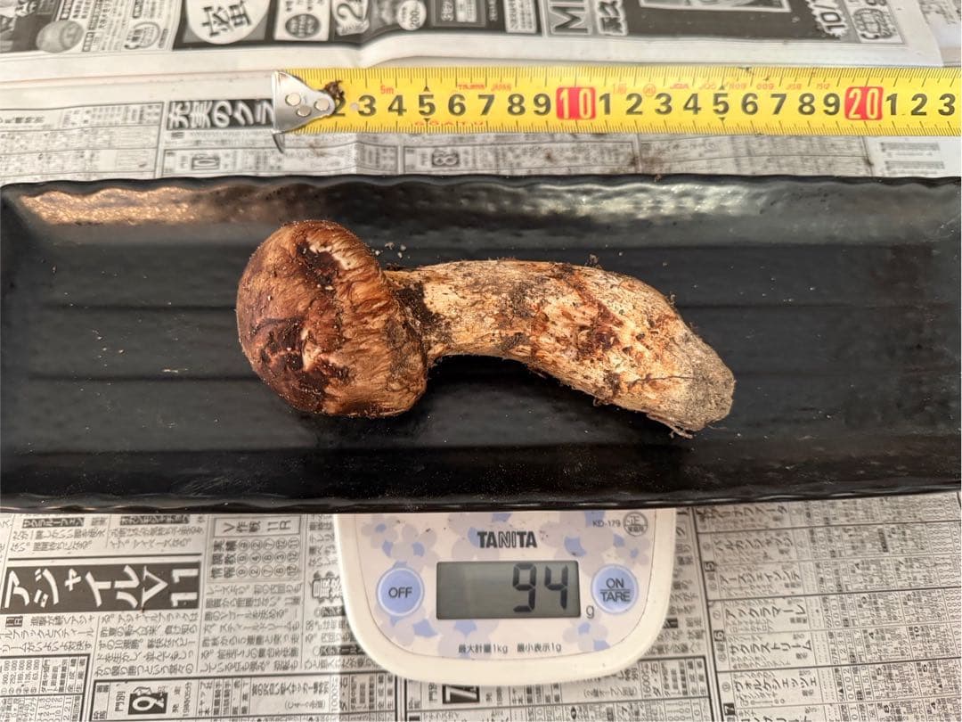 松茸　北海道　500g 送料込　③