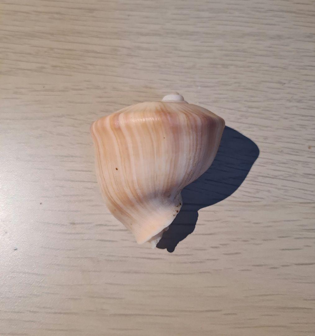 貝殻 Melapium Elatum 深海の形