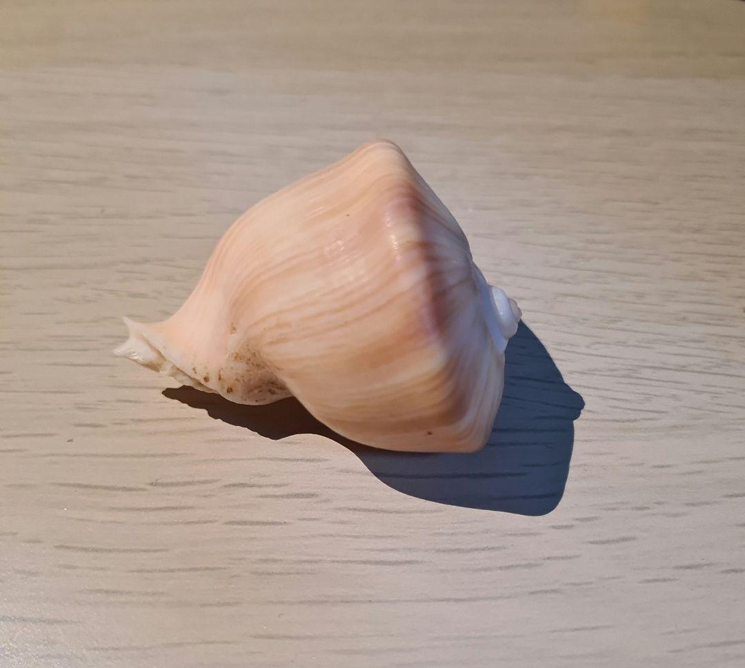 貝殻 Melapium Elatum 深海の形