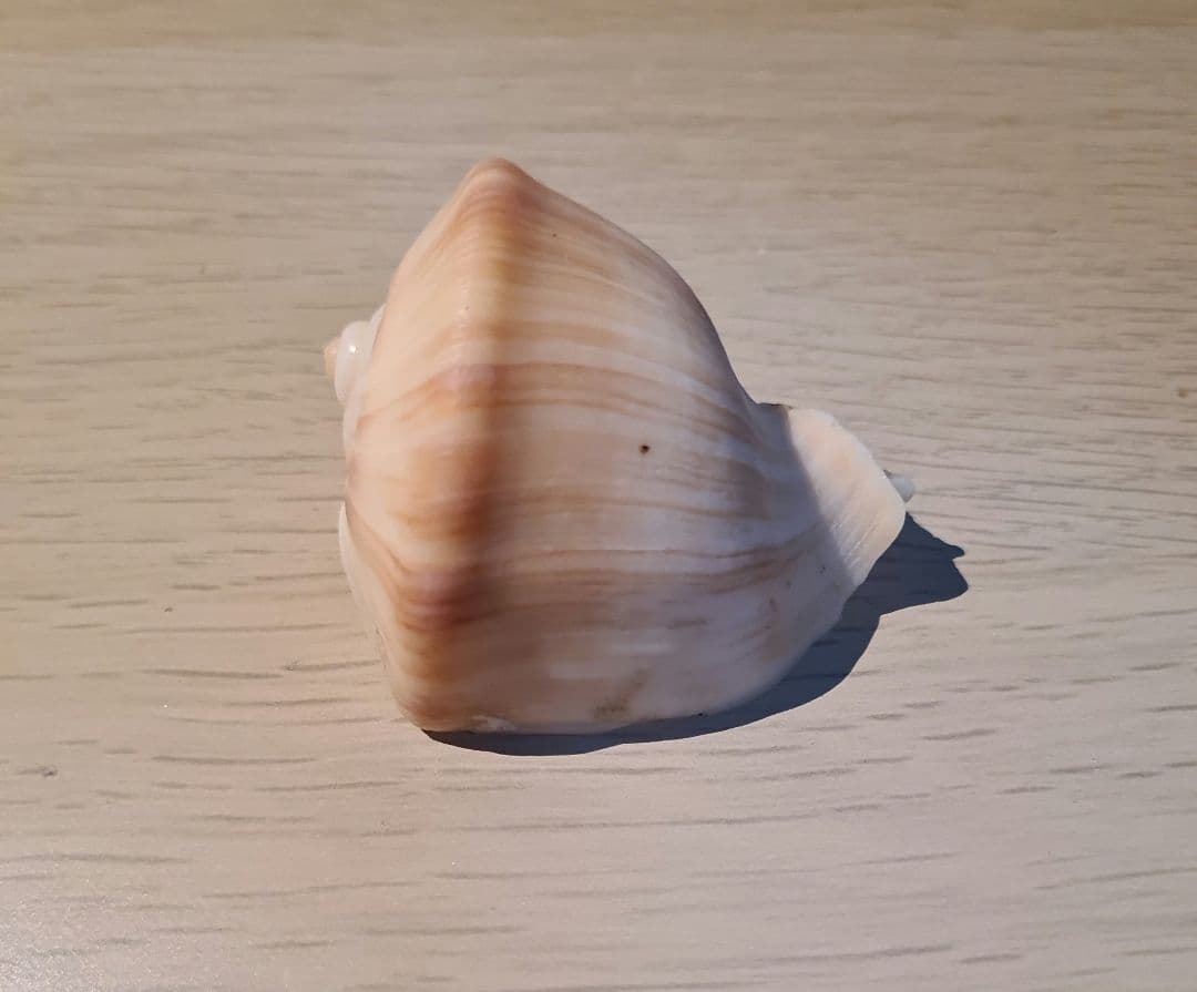 貝殻 Melapium Elatum 深海の形