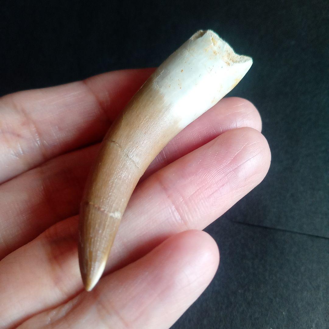 首長竜　プレシオサウルス　歯化石　特大