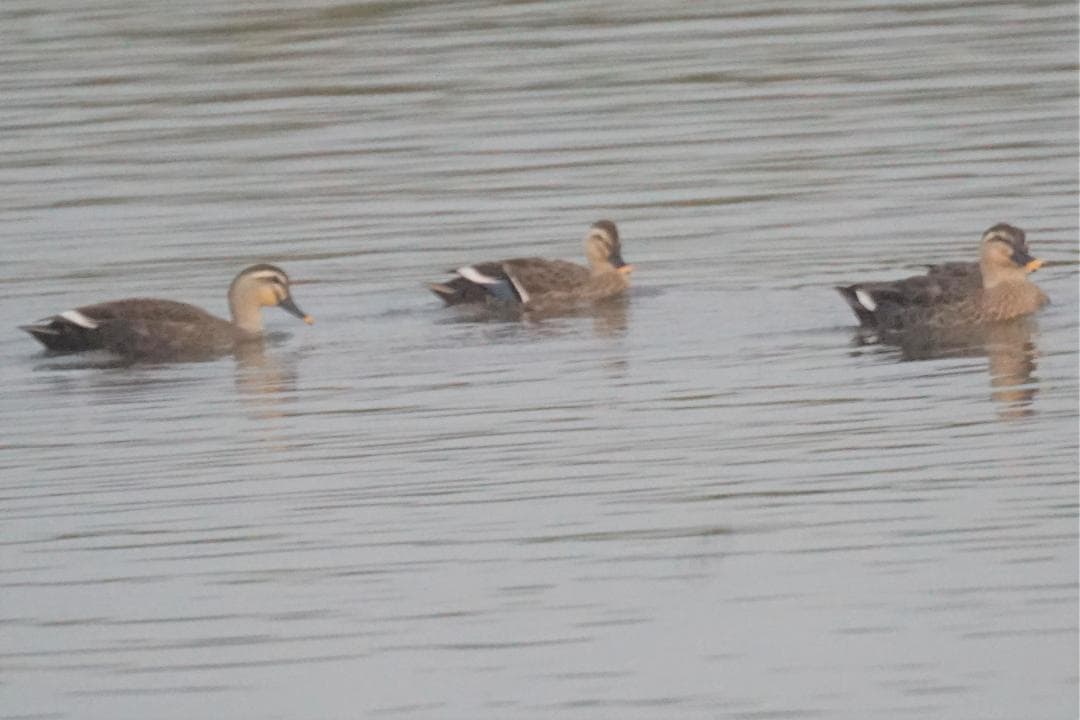 レンズ(単焦点) KIEV MIRROR LENS 800MM F8