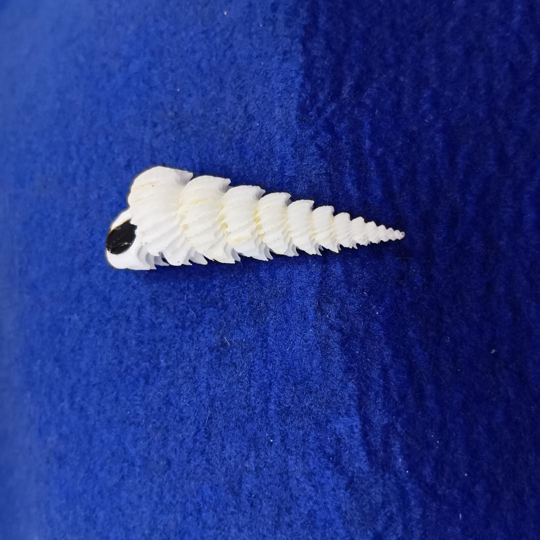 貝標本ヤエバイトカケ（蓋付）