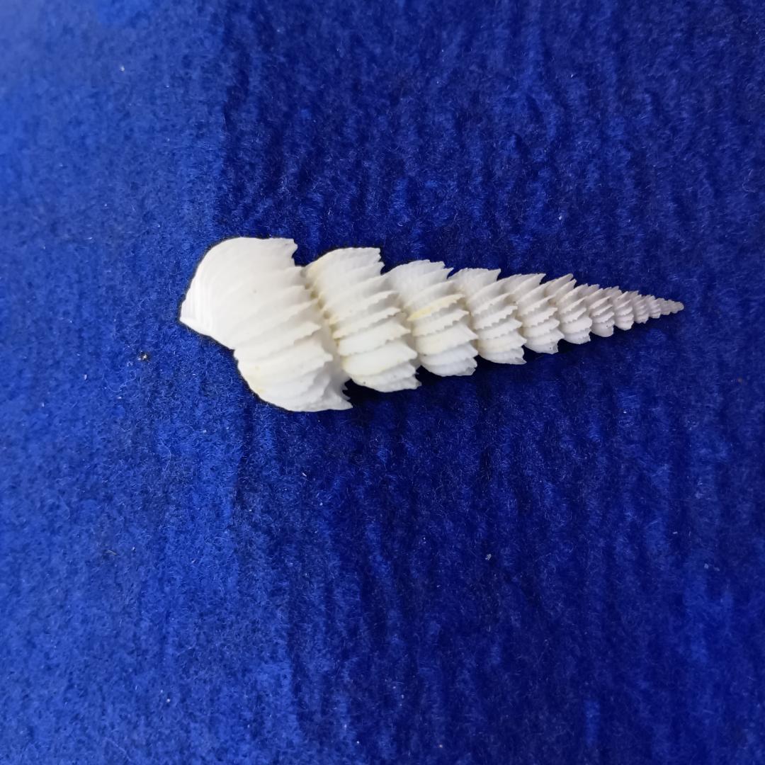 貝標本ヤエバイトカケ（蓋付）