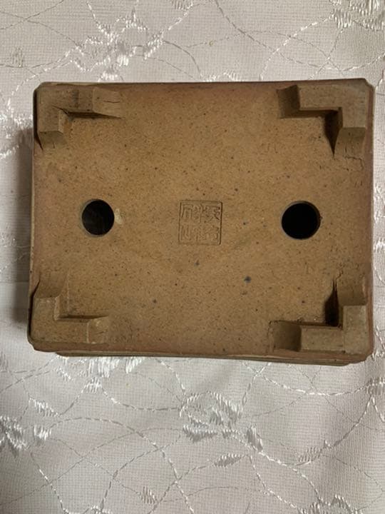 天竜石仙　盆栽鉢