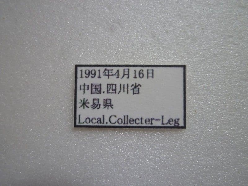 【外国産蝶標本】イナズマチョウ/四川省.米易産/69mm