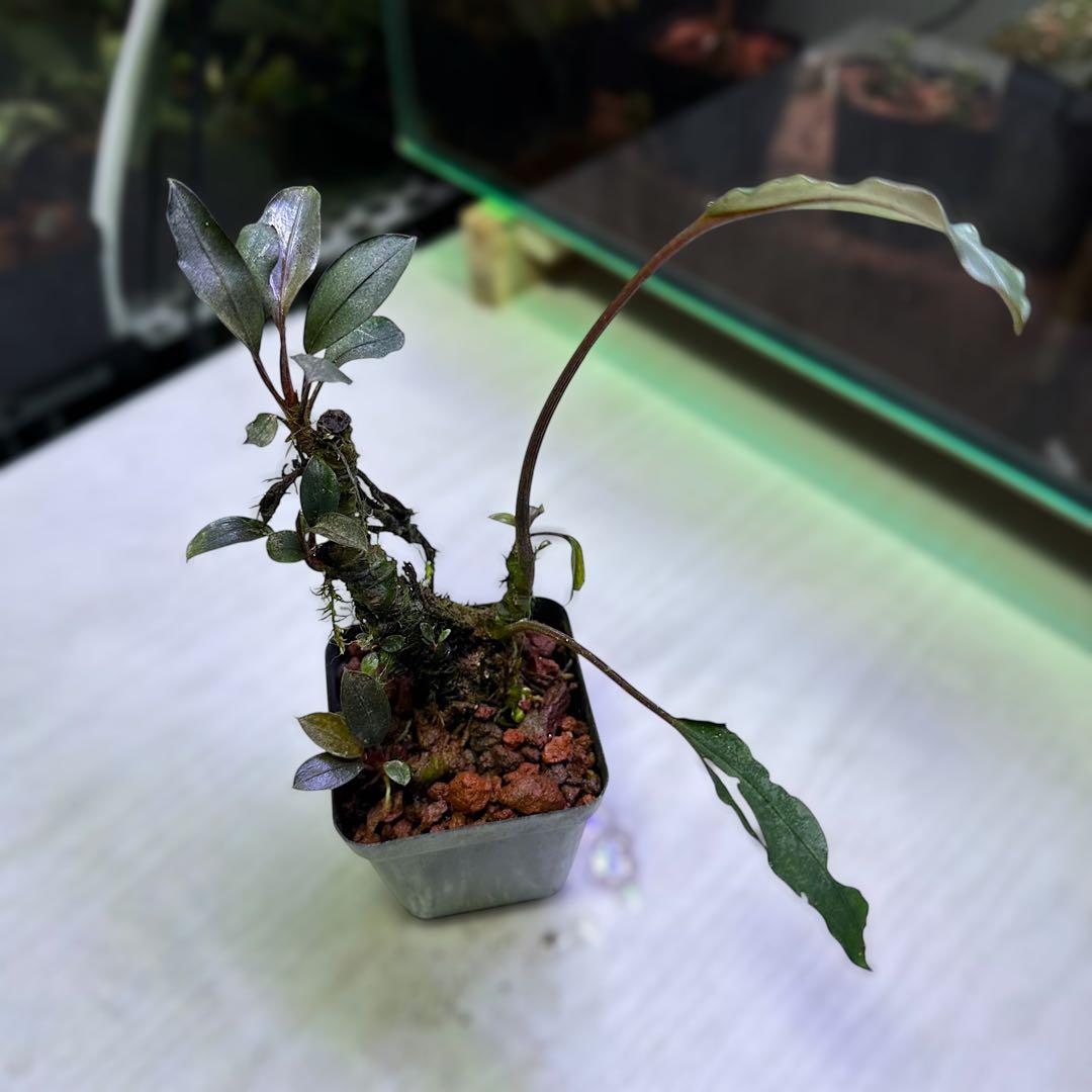 G*k様 ブセファランドラ Motleyana 新芽沢山あり　5株トリム可能