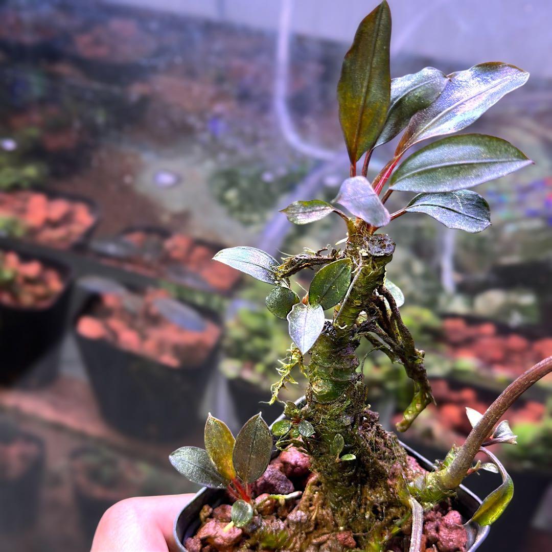 G*k様 ブセファランドラ Motleyana 新芽沢山あり　5株トリム可能