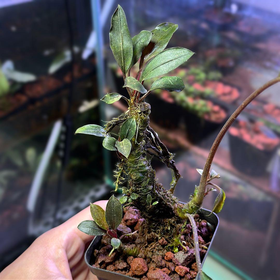 G*k様 ブセファランドラ Motleyana 新芽沢山あり　5株トリム可能