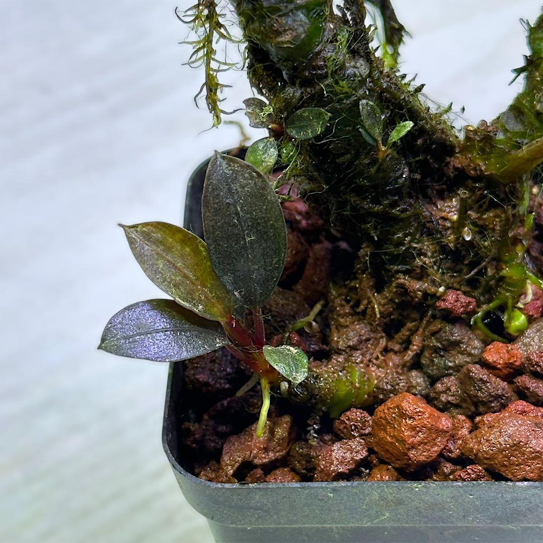 G*k様 ブセファランドラ Motleyana 新芽沢山あり　5株トリム可能