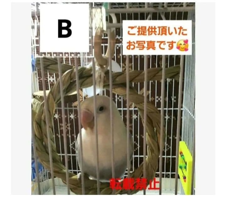 ⭐　熊本県産のい草　⭐　インコ　カジカジ、ガジガジおもちゃ　バードトイ