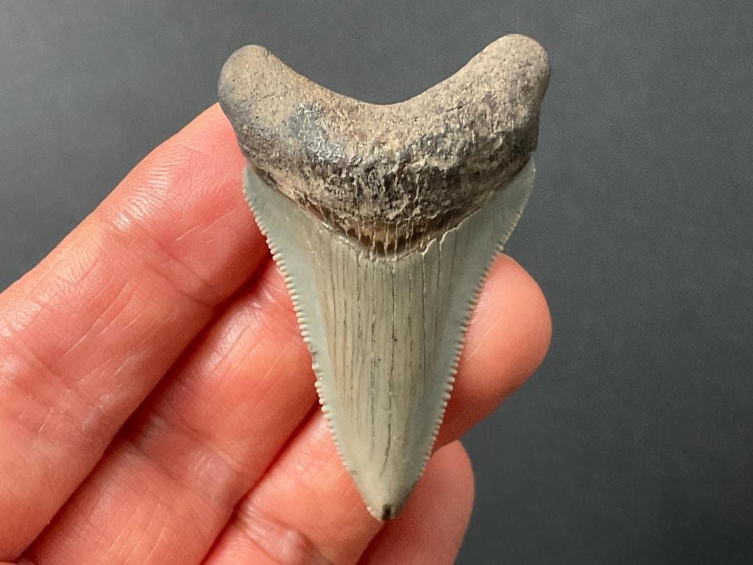 メガロドン 化石 [MG218] サメ 歯