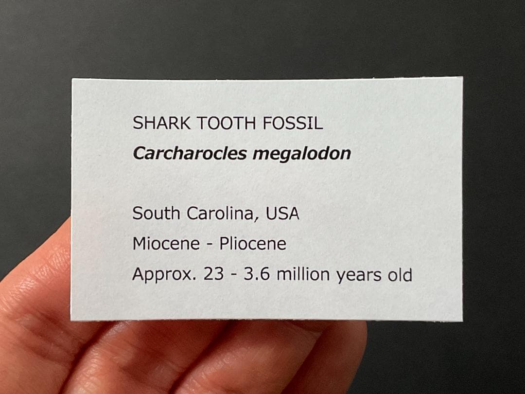 メガロドン 化石 [MG218] サメ 歯