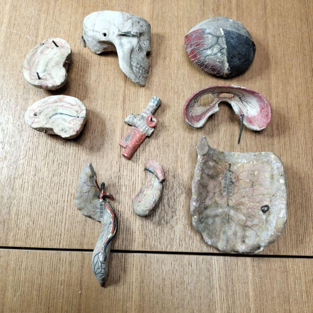 張り子製 人体模型 約60cm