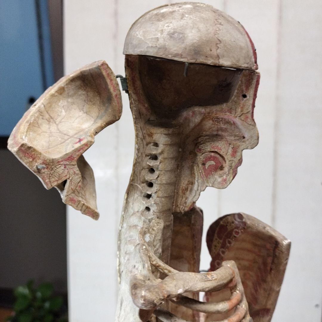 張り子製 人体模型 約60cm